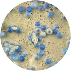 Blueberry Pancake Batter -Dope Slimes image 435acc20 82b8 4d64 8e63 0449ce06b2e0